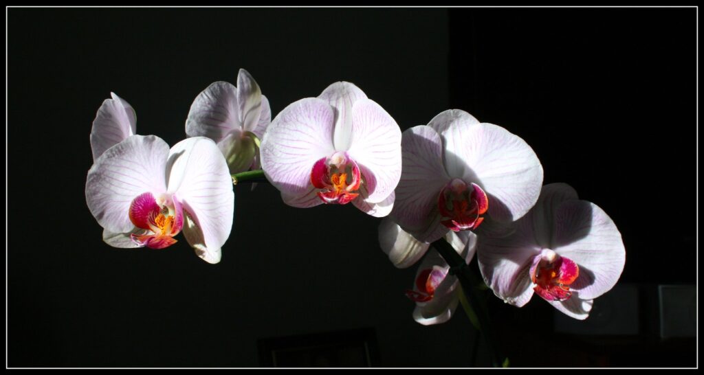 Orchidea per la Festa della mamma