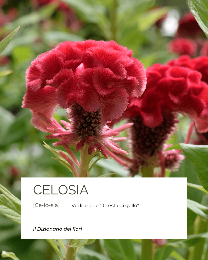 Fiore della Celosia Dizionario dei fiori