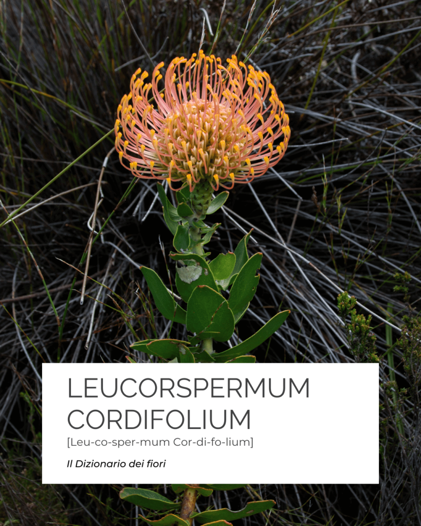 Fiore del Leucospermum Cordifolium con etichetta grafica del nome